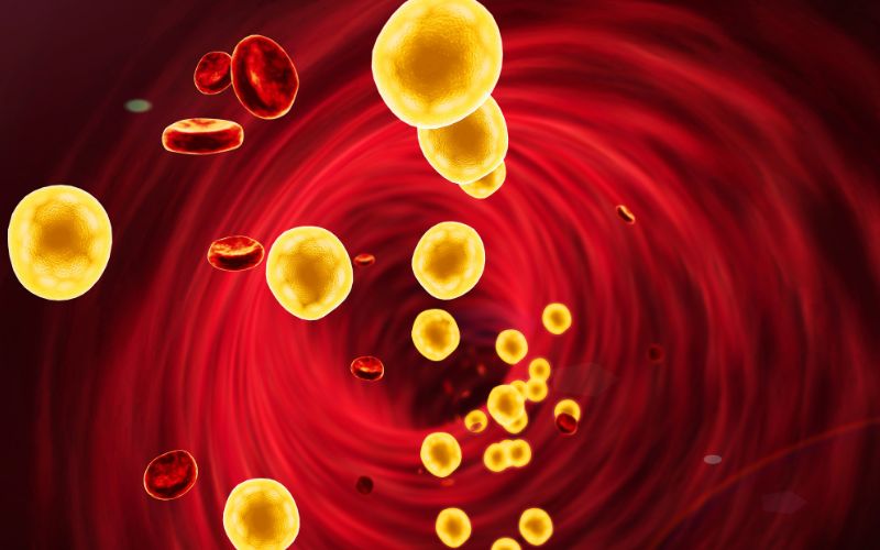 Cholesterol là? Có tác dụng gì cho cơ thể?