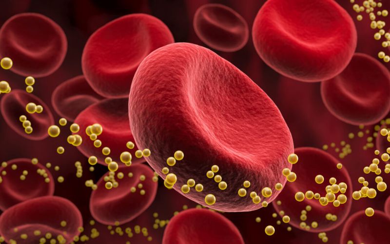 Lipid là nhóm chất béo và các hợp chất giống chất béo trong máu