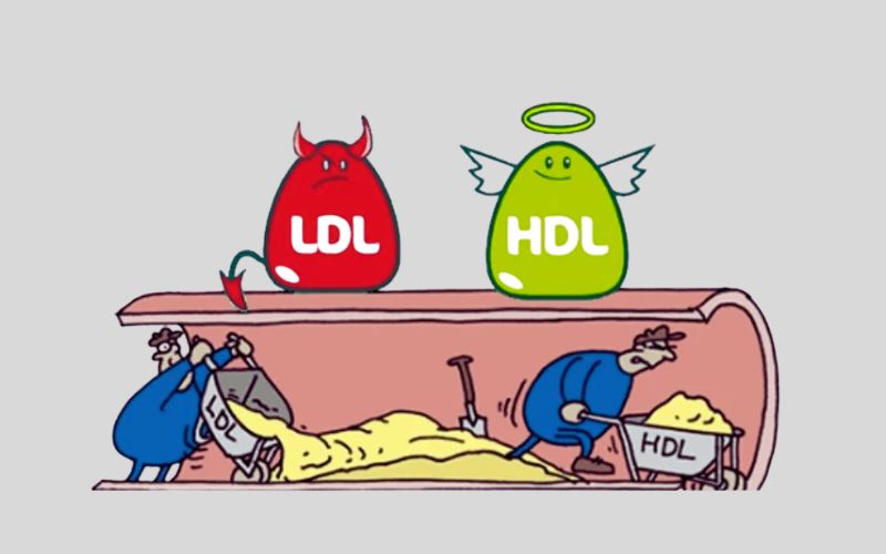 HDL Cholesterol là gì? Tại sao được gọi là cholesterol tốt?
